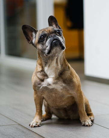 Frida Frenchie